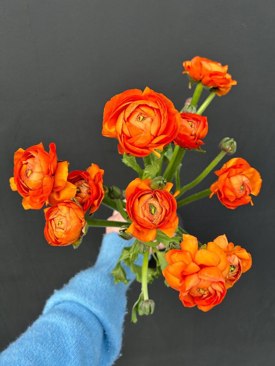 UFC Straights Rolling Subscription Urban Flower Co