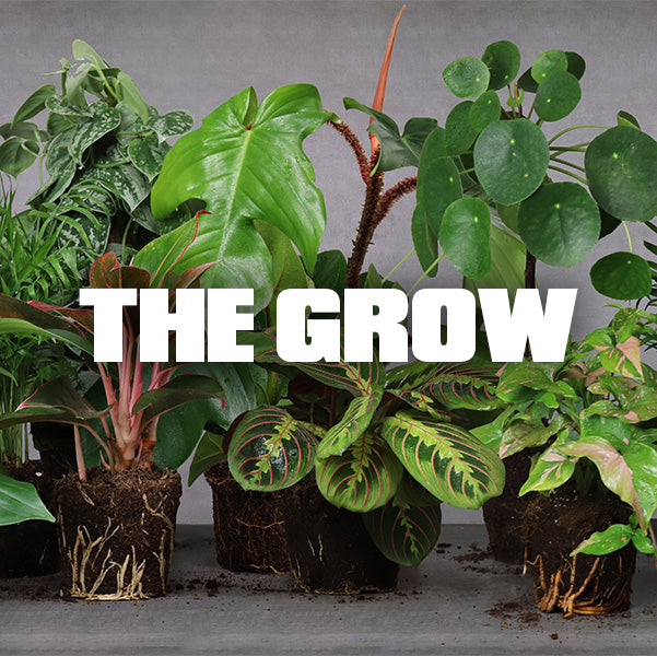 THE GROW - our new plant space
